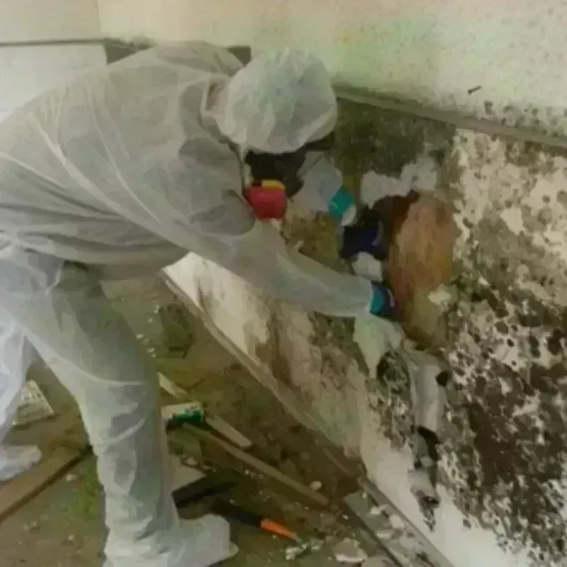 Mold Remediation and Removal in Universal City, TX